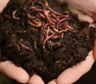 Earthworm Castings